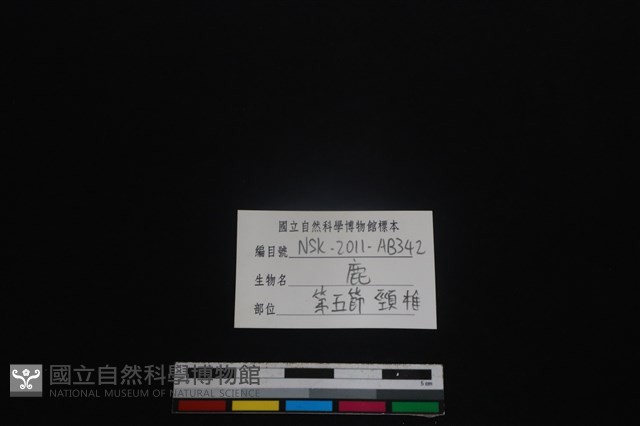 梅花鹿骨藏品圖，第4張