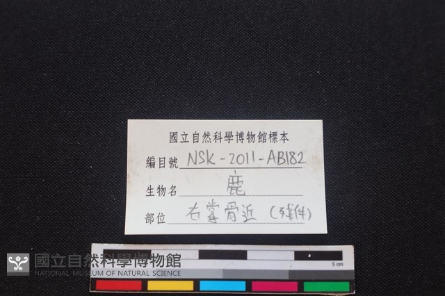 梅花鹿骨藏品圖，第4張