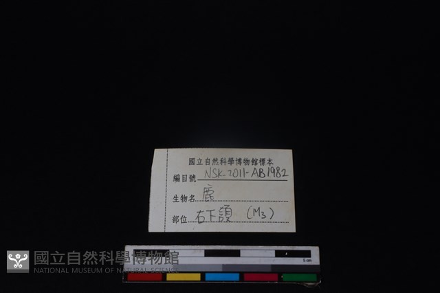 梅花鹿骨藏品圖，第4張
