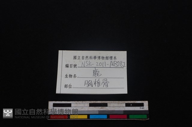 梅花鹿骨藏品圖，第4張