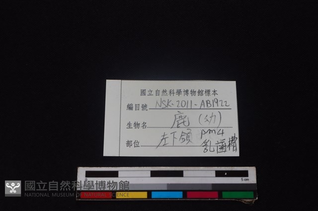 梅花鹿骨藏品圖，第4張