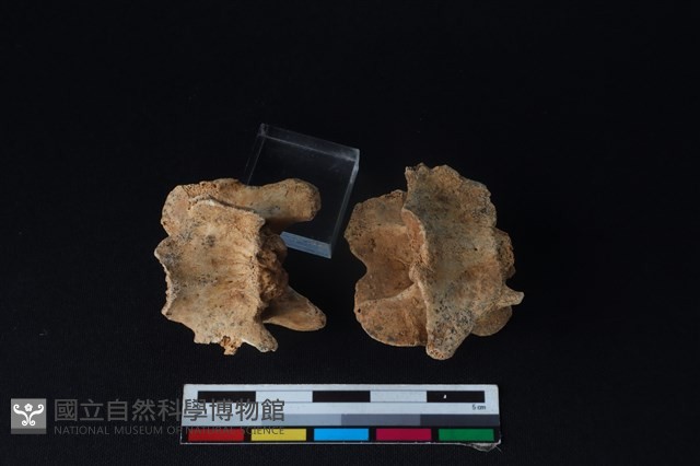 狗骨藏品圖，第4張