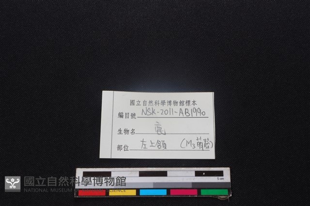 梅花鹿骨藏品圖，第4張