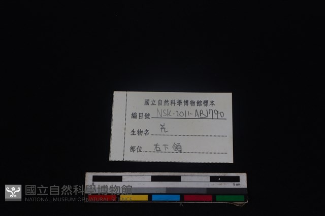 山羌骨藏品圖，第4張