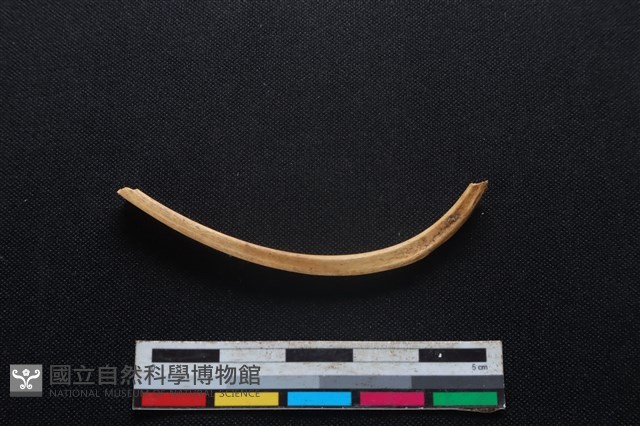 鹿科骨藏品圖，第3張