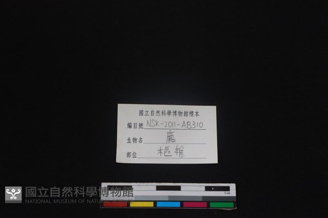 梅花鹿骨藏品圖，第4張