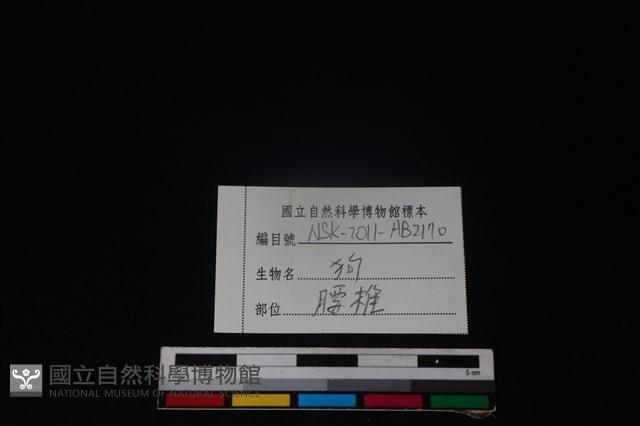 狗骨藏品圖，第4張
