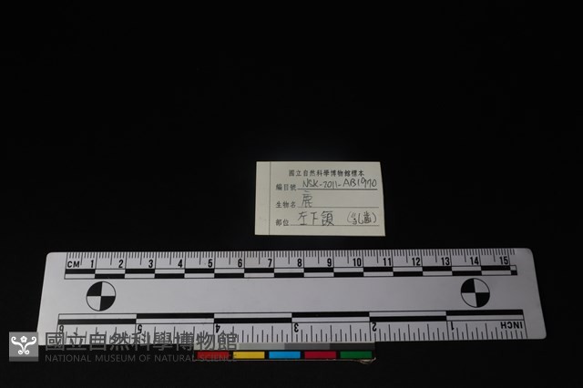 梅花鹿骨藏品圖，第4張