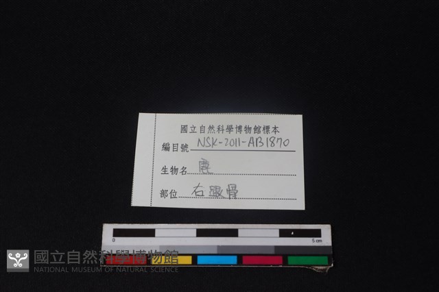梅花鹿骨藏品圖，第4張