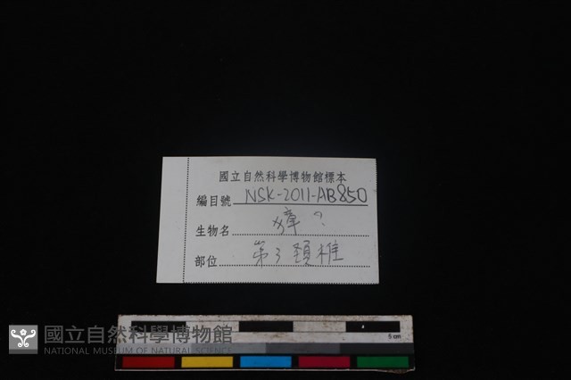 獐骨藏品圖，第4張