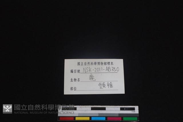 梅花鹿骨藏品圖，第4張