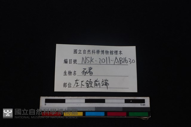 豬骨藏品圖，第4張