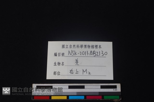 山羌骨藏品圖，第4張