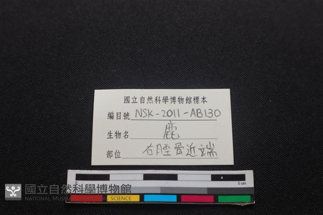梅花鹿骨藏品圖，第4張