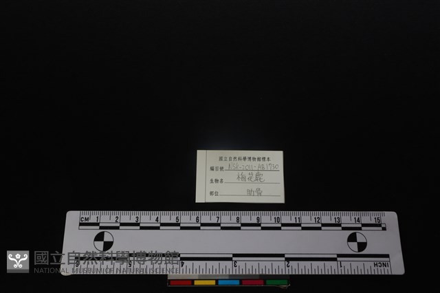梅花鹿骨藏品圖，第4張