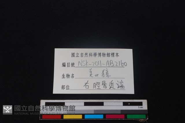 山羌骨藏品圖，第4張