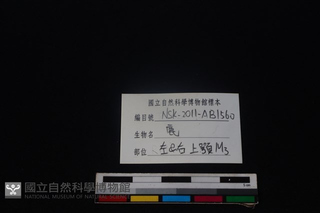 梅花鹿骨藏品圖，第4張