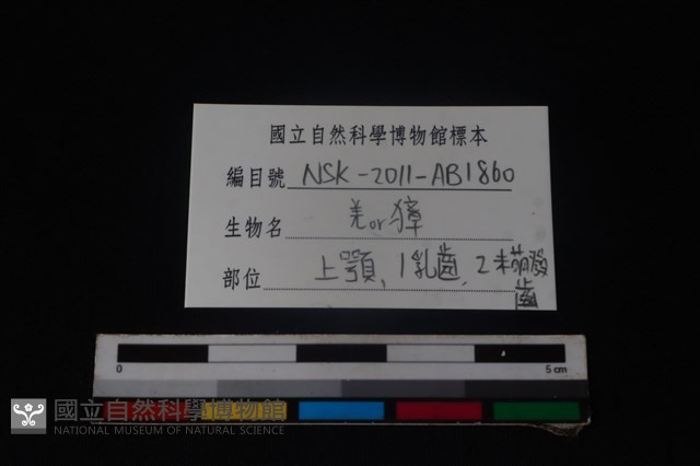 梅花鹿骨藏品圖，第4張