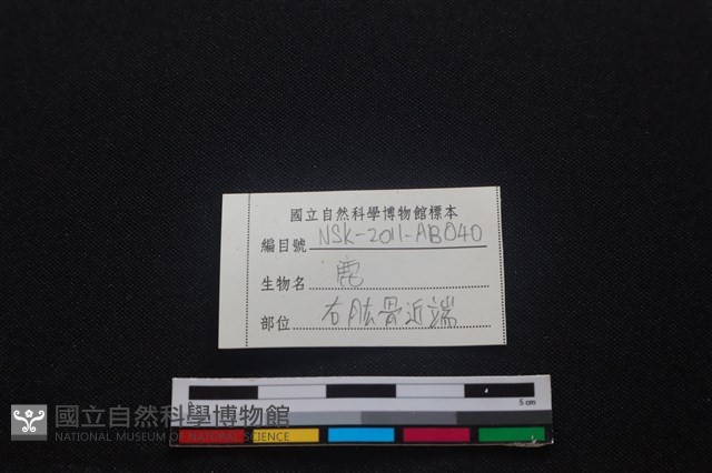 梅花鹿骨藏品圖，第4張