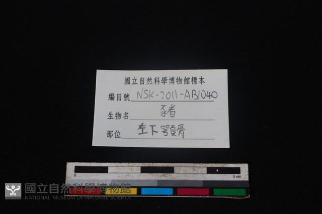 豬骨藏品圖，第4張