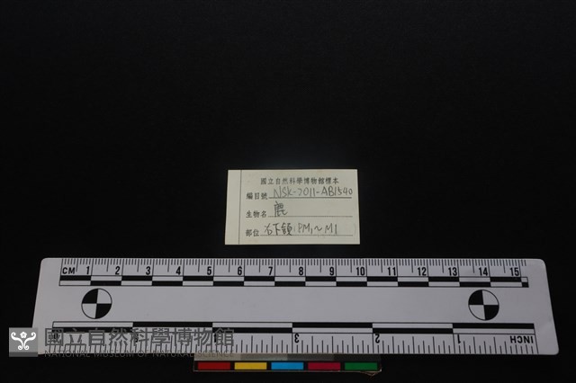梅花鹿骨藏品圖，第4張