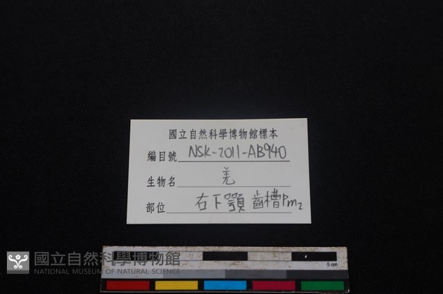 山羌骨藏品圖，第4張