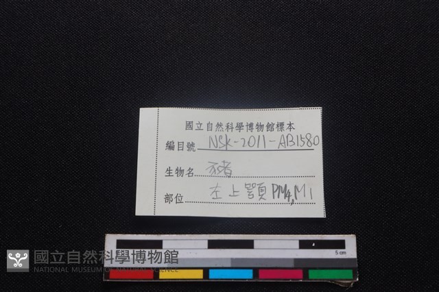 豬骨藏品圖，第4張