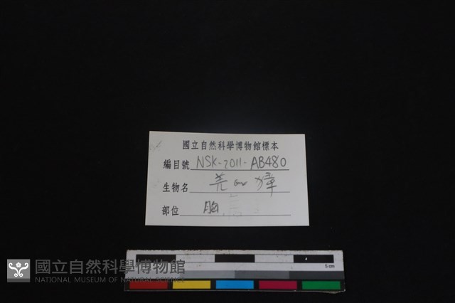 鹿科骨藏品圖，第4張