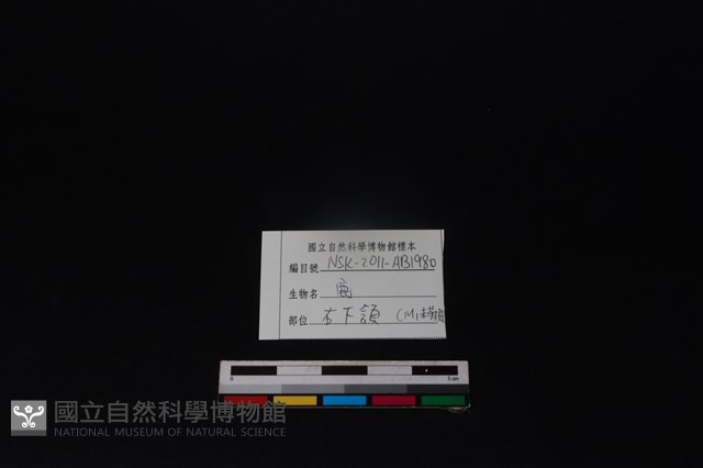 梅花鹿骨藏品圖，第4張