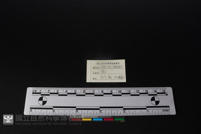 梅花鹿骨藏品圖，第4張