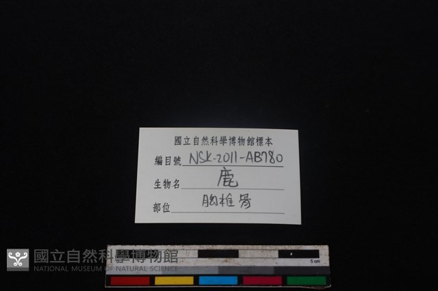 梅花鹿骨藏品圖，第4張