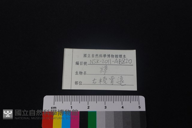 獐骨藏品圖，第4張