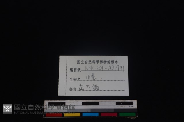 山羌骨藏品圖，第4張
