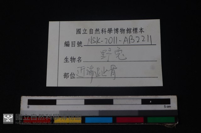 野兔骨藏品圖，第4張