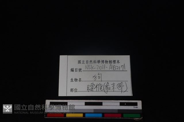 狗骨藏品圖，第4張