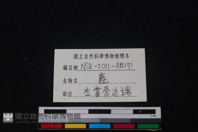 梅花鹿骨藏品圖，第4張