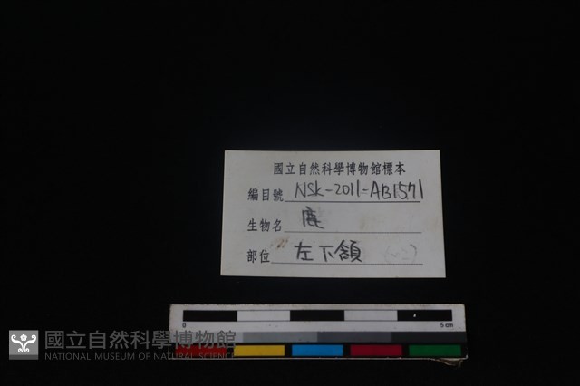 梅花鹿骨藏品圖，第4張