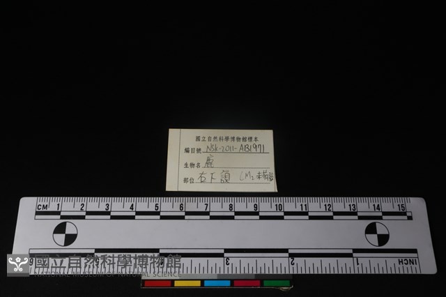 梅花鹿骨藏品圖，第4張