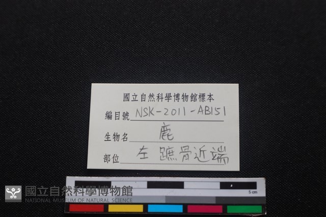 梅花鹿骨藏品圖，第4張