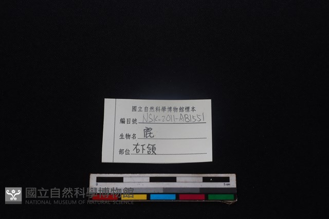 梅花鹿骨藏品圖，第4張