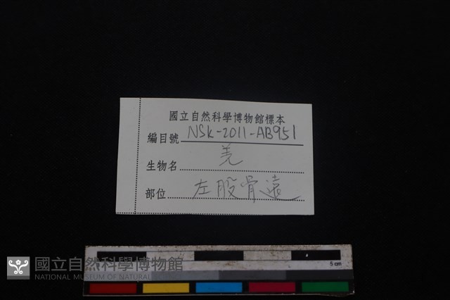 山羌骨藏品圖，第4張
