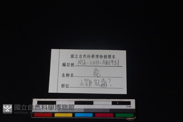 梅花鹿骨藏品圖，第4張