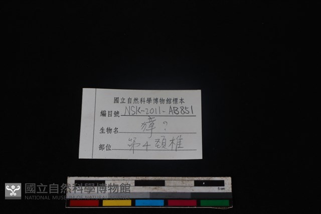 獐骨藏品圖，第4張