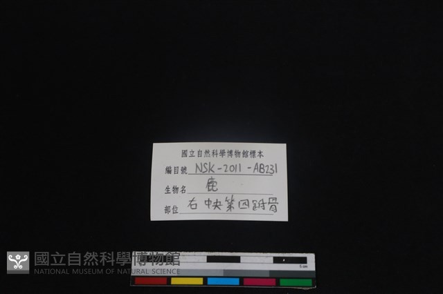 梅花鹿骨藏品圖，第4張
