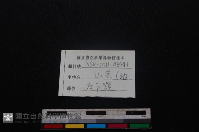 山羌骨藏品圖，第4張