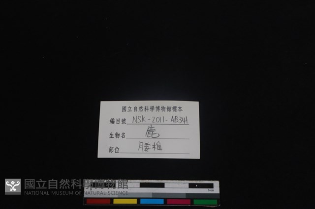 梅花鹿骨藏品圖，第4張