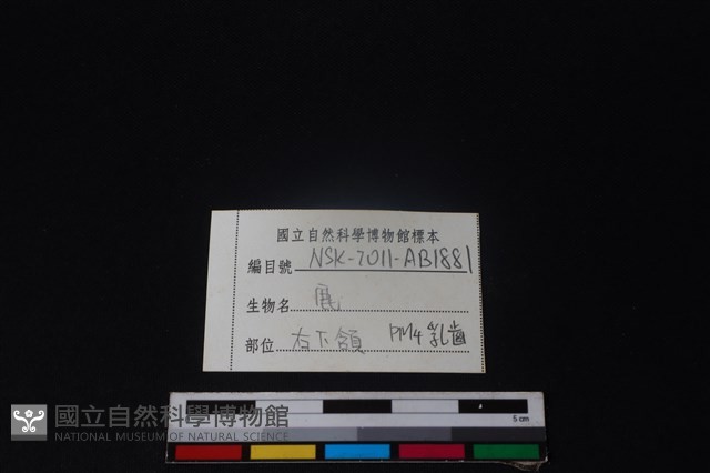 梅花鹿骨藏品圖，第4張