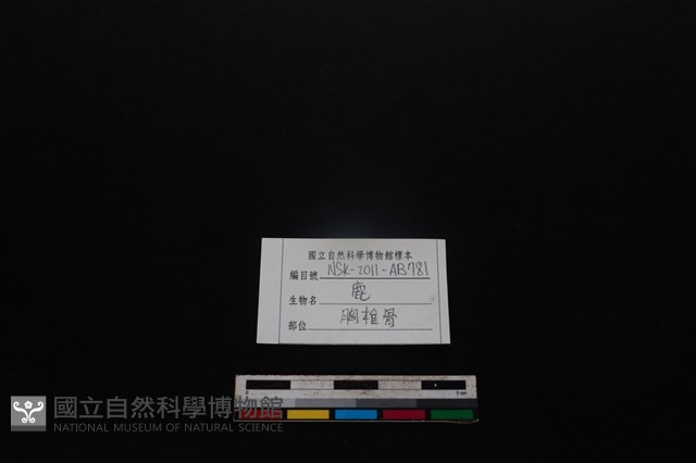 梅花鹿骨藏品圖，第4張