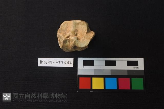 獸骨藏品圖，第4張