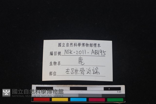梅花鹿骨藏品圖，第4張